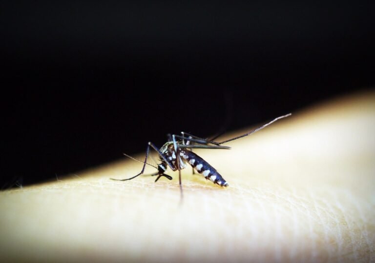 Dengue: Estado de SP registra 6 mortes e casos quadruplicam na capital