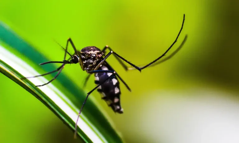 Epidemia de dengue no Brasil: quase 6 milhões de casos e 4 mil mortes