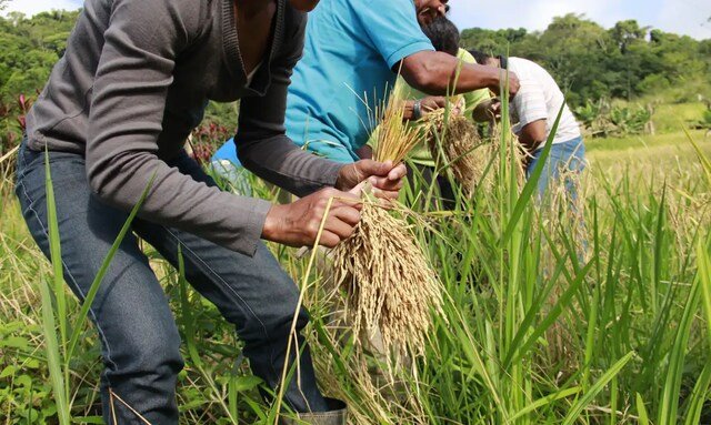 Arroz produzido por quilombolas abastece cozinha solidária em Sergipe